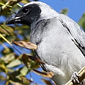 Black-faced Cuckoo-shrike lots in Aeroglen in winter 2012<br />Canon EOS 7D + EF400 F5.6L