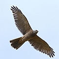 Brown Goshawk Adult<br />Canon EOS 7D + EF400 F5.6L