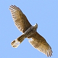 Brown Goshawk one of three youngs so far I have seen<br />Canon EOS 7D + EF400 F5.6L