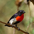 Mistletoebird<br />Canon EOS 7D + EF400 F5.6L