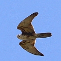 Brown Falcon in Aeroglen (bird of prey hot spot in Cairns?) <br />Canon EOS 7D + EF400 F5.6L