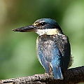 Sacred Kingfisher<br />Canon EOS 7D + EF400 F5.6L