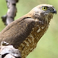 Young Brown Goshawk looking for prey<br />Canon EOS 7D + EF400 F5.6L