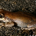 Litoria rubella (Little Red Frog)<br />Canon EOS KDX (400D) + EFS60 F2.8 + SPEEDLITE 380EX