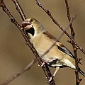 Hawfinch in Yoyogi Koen シメ<br />Canon EOS 7D MK2 + EF400 F5.6