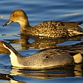 Pintails (male and female) in Odaiba. One of the most common duck species in winter Tokyo.<br />Canon EOS 6D + EF400 F5.6