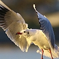 Black-headed Gull. The most common gull species in winter Tokyo. <br />Canon EOS 6D + EF400 F5.6