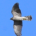 Eurasian Sparrowhawk over Sumida River in Asakusa<br />Canon EOS 6D + EF400 F5.6  (1 to 1 crop)