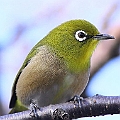 Japanese White-eye from a neighbourhood (Suginami). Looking for left-over around winter gardens. Camellia sasanqua seems a good food source for them in winter.<br />Canon EOS 6D + EF400 F5.6