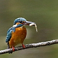 Common Kingfisher in Wadabori<br />Canon EOS 6D + EF400 F5.6