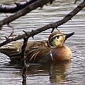 Baikal Teal (Shinjuku-gyoen) a rare visitor to Tokyo urban area<br />Canon EOS 6D + EF400 F5.6