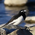 Japanese Wagtail (Tamagawa in Inagi) <br />Canon EOS 6D + EF400 F5.6