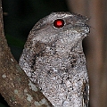 Papuan Frogmouth<br />Canon EOS 7D + EF400 F5.6L + SPEEDLITE 580EXII + Better Beamer