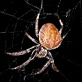Garden Orb-weaver<br />Canon EOS 7D + EF400 F5.6L + SPEEDLITE 580EXII + Better Beamer