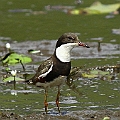 Red-kneed Dotterel (3 in the east pond)<br />Canon EOS 7D + EF300 F2.8L III + EF1.4xII