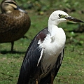 White-necked Heron in East Pond<br />Canon EOS 7D + EF300 F2.8L III + EF2xIII