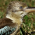 Blue-winged Kookaburra at Fresh Water Lakes<br />Canon EOS 7D + EF300 F2.8L III + EF1.4xII