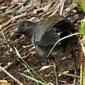Dusky Moorhen with an injured right leg<br />Canon EOS 7D + EF300 F2.8L III + EF1.4xII