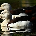 Radjah Shelduck<br />Canon EOS 7D + EF300 F2.8L III + EF1.4xII