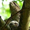 Papuan Fogmouth with a chick<br />Canon EOS 7D + EF70-200 F4.0L + EF1.4xII