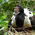 Magpie Goose on a new nest<br />Canon EOS 7D + EF300 F2.8L III + EF2xIII