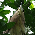 Rufous Night Heron<br />Canon EOS 7D + EF400 F5.6L