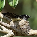 Willy Wagtail on the nest<br />Canon EOS 7D + EF400 F5.6L