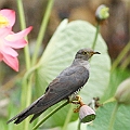 Oriental Cuckoo on Lotus<br />Canon EOS 7D + EF400 F5.6L