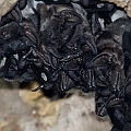 Bare-rumped Sheathtail Bats counted 17. They are still awake at 10 o'clock in the morning!<br />Canon EOS 7D + EF300 F2.8L III + EF2xIII + SPEEDLITE 580EXII + Better Beamer