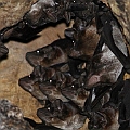 Bare-rumped Sheathtail Bats counted 31. Flew out the hollow bit by bit in a group of 2-5 from 19:05<br />Canon EOS 7D + EF300 F2.8L III + EF2xIII + SPEEDLITE 580EXII + Better Beamer