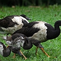 5 goslings are going well on Centenary Lakes (only 3 in the photo)<br />Canon EOS 7D + EF400 F5.6L
