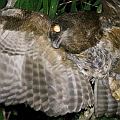 Rufous Owl - One of the breeding pair in Centenary Lakes<br />Canon EOS 7D + EF400 F5.6L