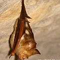 Hipposideros diadema (Diadem Leaf-nosed Bat) in Trezkinn Cave, Chillagoe<br />Canon EOS KDX (400D) + EF400 F5.6L