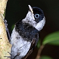 Pied Monarch (female)<br />Canon EOS 7D + EF400 F5.6L + SPEEDLITE 580EXII + Better Beamer