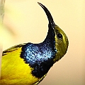 Yellow-bellied Sunbird<br />Canon 7D + EF300 F2.8L