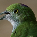 Superb Fruit-dove<br />Canon 7D + EF70-200 F4L IS