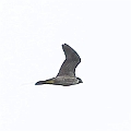 Peregrine Falcon (Juvenile) over Edge Hill<br />Canon EOS 7D + EF400 F5.6L