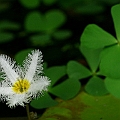 My favorite fish pond with Nymphoides indica and Marsilea<br />Canon KDX + EFS60 Macro