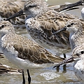 Curlew Sandpiper Winter<br />Canon EOS 7D + EF400 F5.6L
