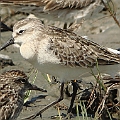 Curlew Snadpiper Juvenile<br />Kowa TSN4 + Sony DSC W100