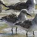 Great Knots. This feather also interests me. Doesn't look like full winter plumage. I can see some wear in the coverts which indicates that it has been a while since the birds got this feather. I wonder if they are in the 1st Summerto 2nd Winter...<br />Canon EOS 7D + EF300 F2.8L III + EF2xIII