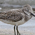 Great Knot. Interesting pattern around the neck and breast. Another pattern of 1st Winter? This bird also has worn-out coverts. Young Great Knots seem to have very late moulting. <br />Canon EOS 7D + EF400 F5.6L