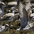 Red Knots Winter (left) and possible 1st Winter (right)<br />Canon EOS 7D EF300 F2.8L III + EF1.4xII