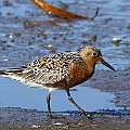 Red Knot (Summer) in Red<br />Canon EOS 7D + EF400 F5.6L