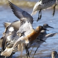 Red Knot Summer in Cairns Esplanade<br />Canon EOS 7D + EF400 F5.6L