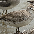 Red Knot Juvenile arrived. The juvenile feathers have lost the margin after the migration.<br />Kowa TSN4 + Sony DSC W100