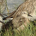 Red Knot Summer to Winter<br />Kowa TSN4 + Sony DSC W100