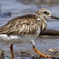 Ruddy Turnstone<br />Canon EOS 7D + EF400 F5.6L