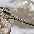 Asian Dowitcher<br />Canon EOS 7D + EF400 F5.6L