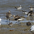 Grey Plover in Esplanade <br />Canon EOS 7D + EF300 F2.8L III + EF1.4xII